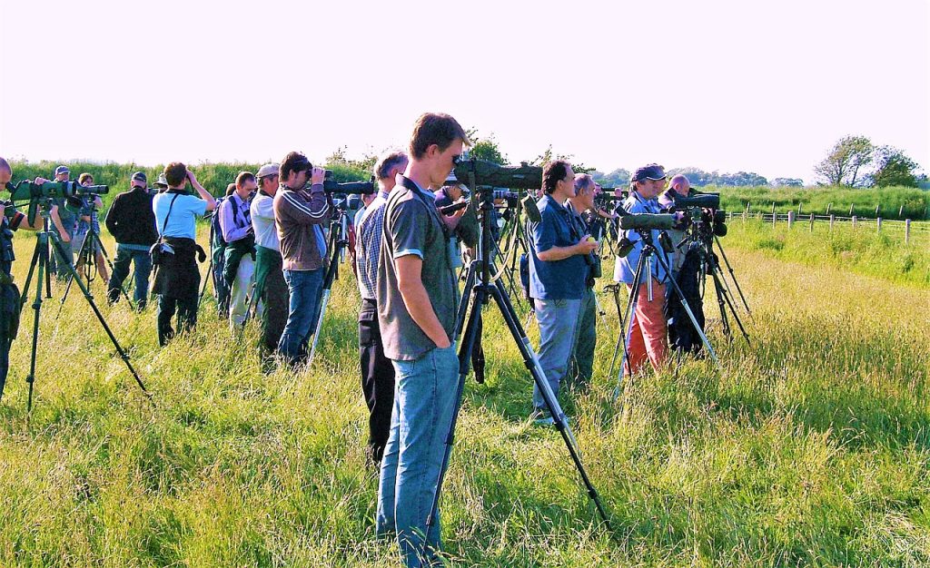 ritkaságvadászat birdwatching twiccselés madárritkaságok ritka madarak Magyarország Európa