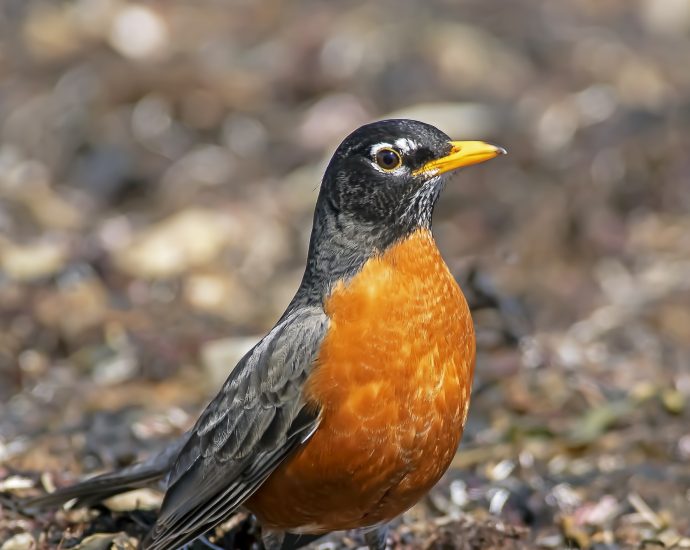 vándorrigó amerikai american robin turdus migratorius madárrtikaságok ritka madarak Magyarországon Európában rigók ritka rigók északamerikai éneksmadarak pixa 12