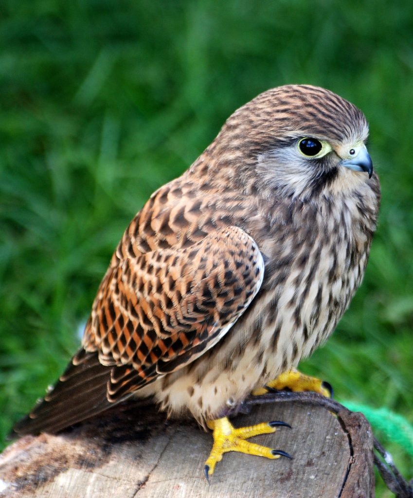vörös vércse vércsék Falco tinnunculus sólyom sólymok kestrel pixa 2 adomány