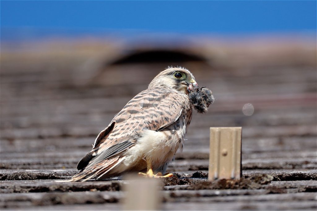 vörös vércse vércsék Falco tinnunculus sólyom sólymok kestrel pixa 4