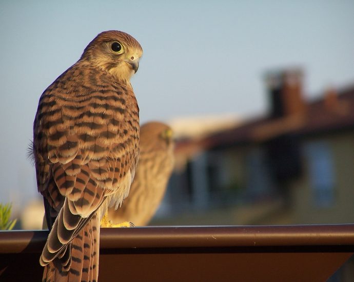 vörös vércse vércsék Falco tinnunculus sólyom sólymok kestrel pixa 6