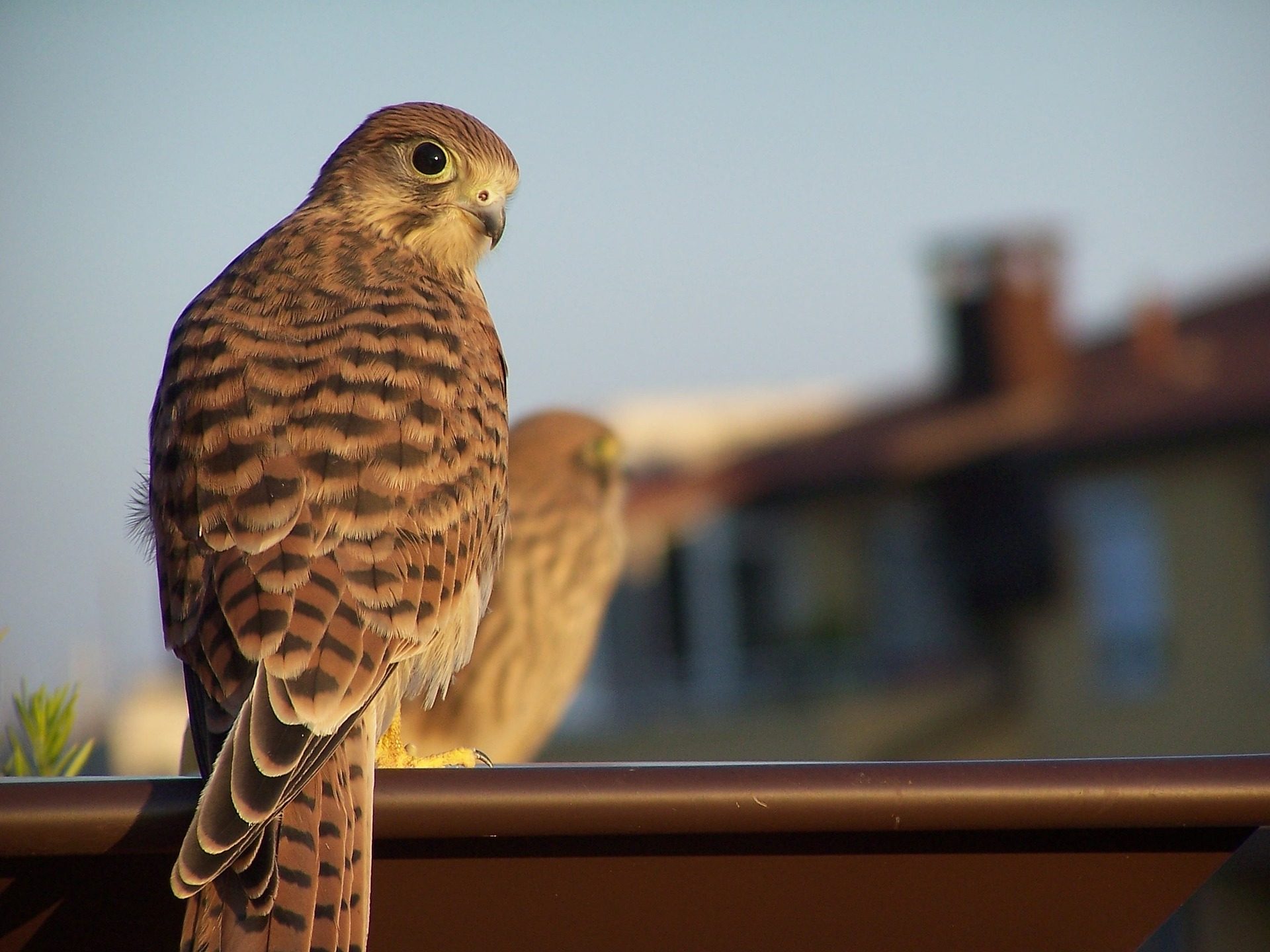 vörös vércse vércsék Falco tinnunculus sólyom sólymok kestrel pixa 6