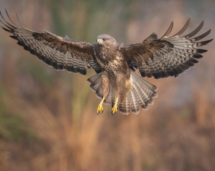 Egerészölyv Buteo buteo ragadozómadarak ölyvek pixa 12
