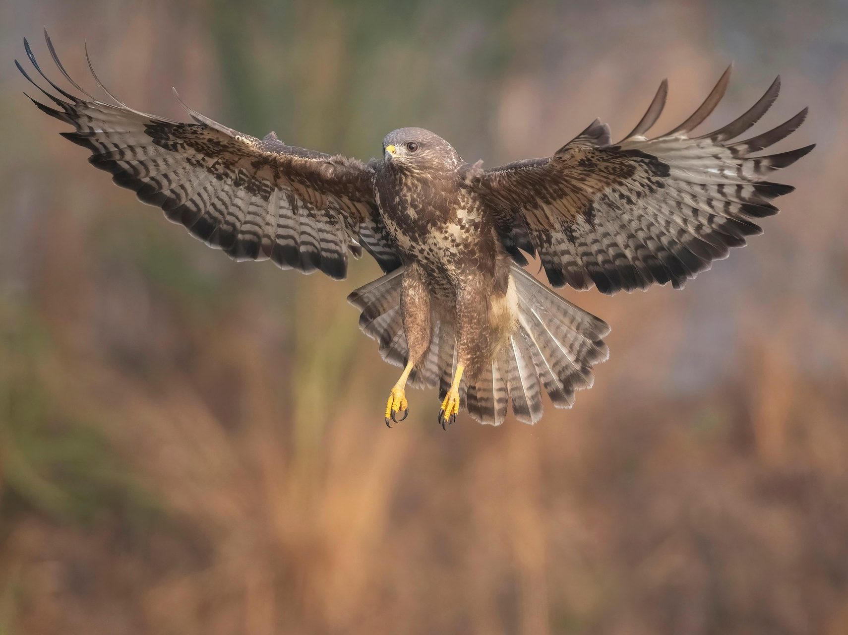 Egerészölyv Buteo buteo ragadozómadarak ölyvek pixa 12