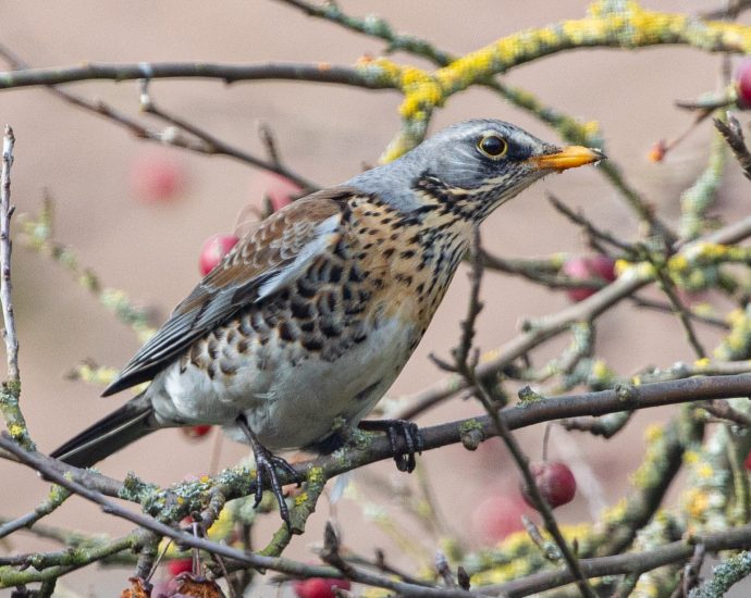 Fenyőrigó Turdus pilaris rigók énekesmadarak pixa 3