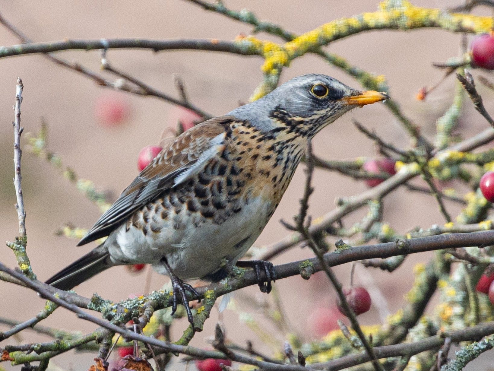 Fenyőrigó Turdus pilaris rigók énekesmadarak pixa 3