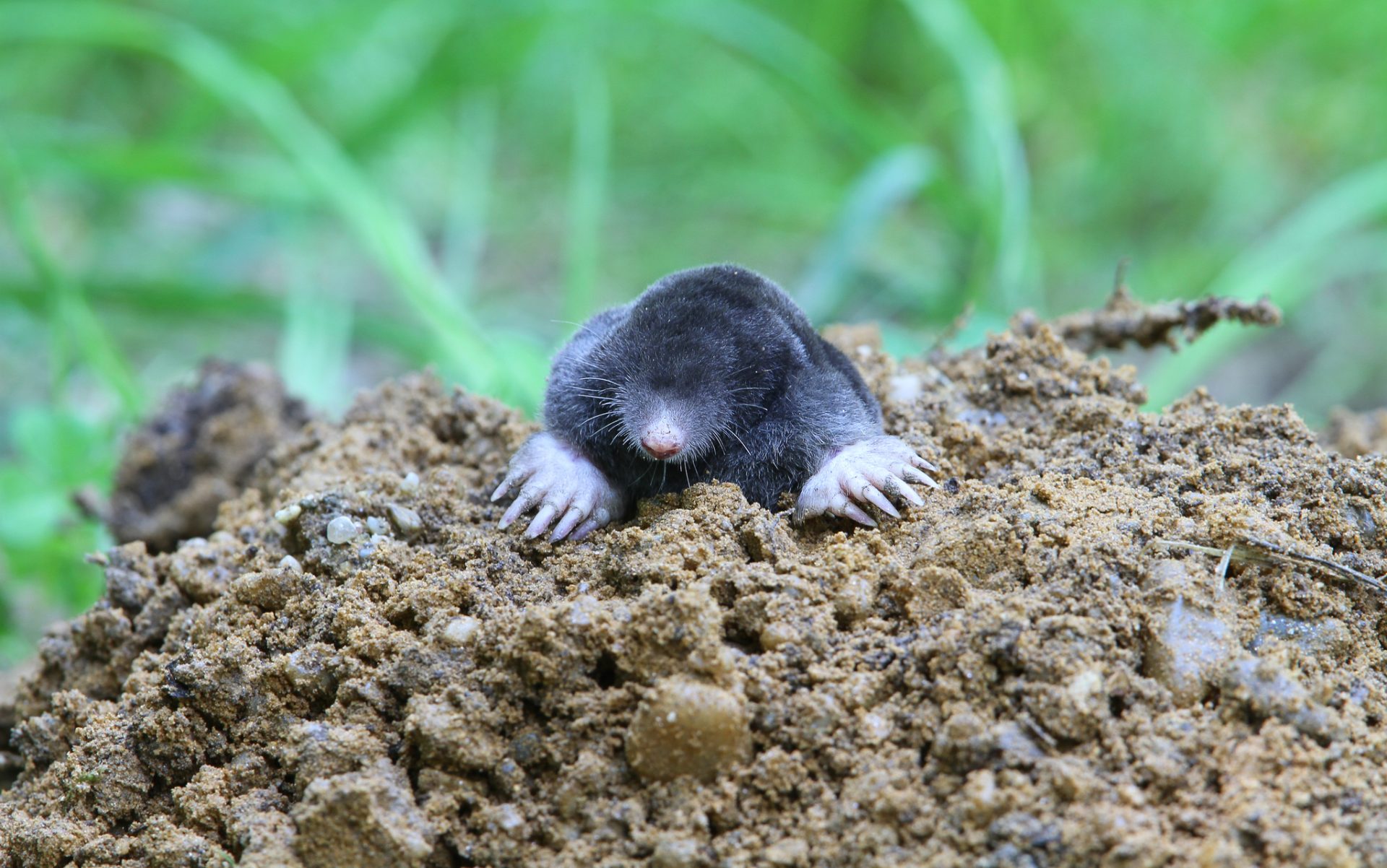 vakond vakondok Talp europaea mol kisemlősök kerti kártevők cickányfélék állatvilág fauna Magyarország emlősállatai