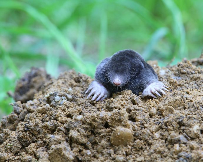 vakond vakondok Talp europaea mol kisemlősök kerti kártevők cickányfélék állatvilág fauna Magyarország emlősállatai