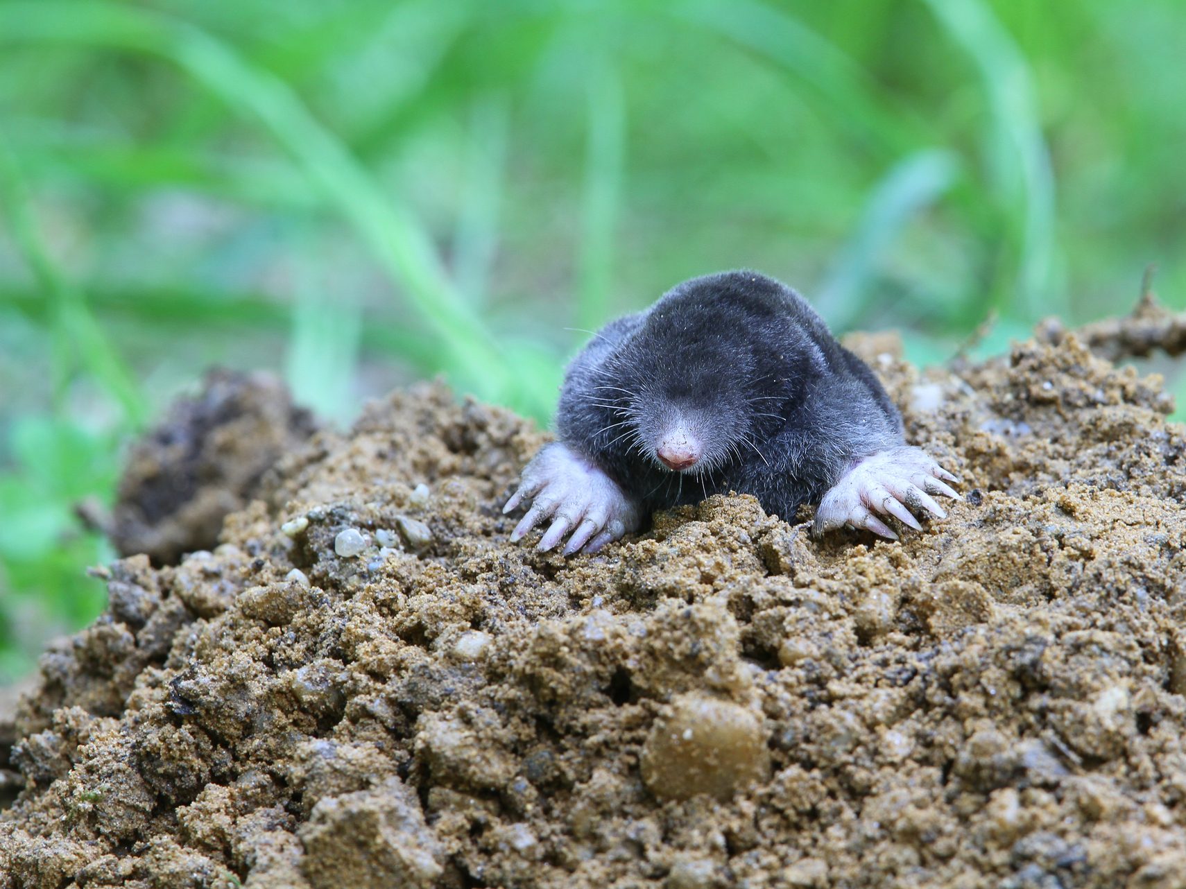 vakond vakondok Talp europaea mol kisemlősök kerti kártevők cickányfélék állatvilág fauna Magyarország emlősállatai