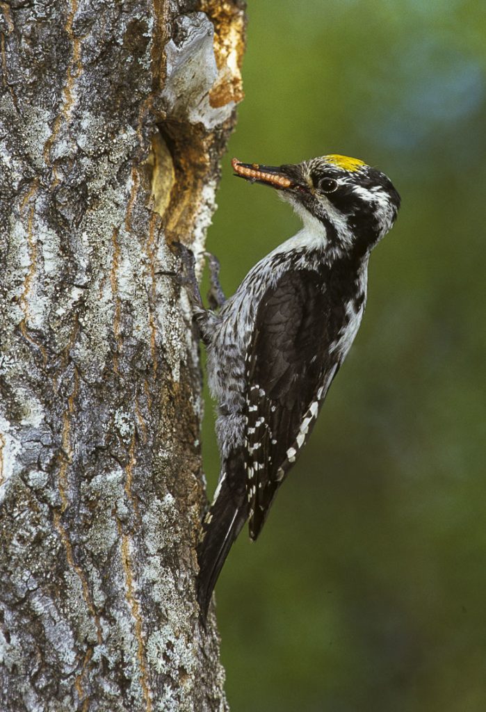 Three-toed_Woodpecker háromujjú hőcsik harkály wiki