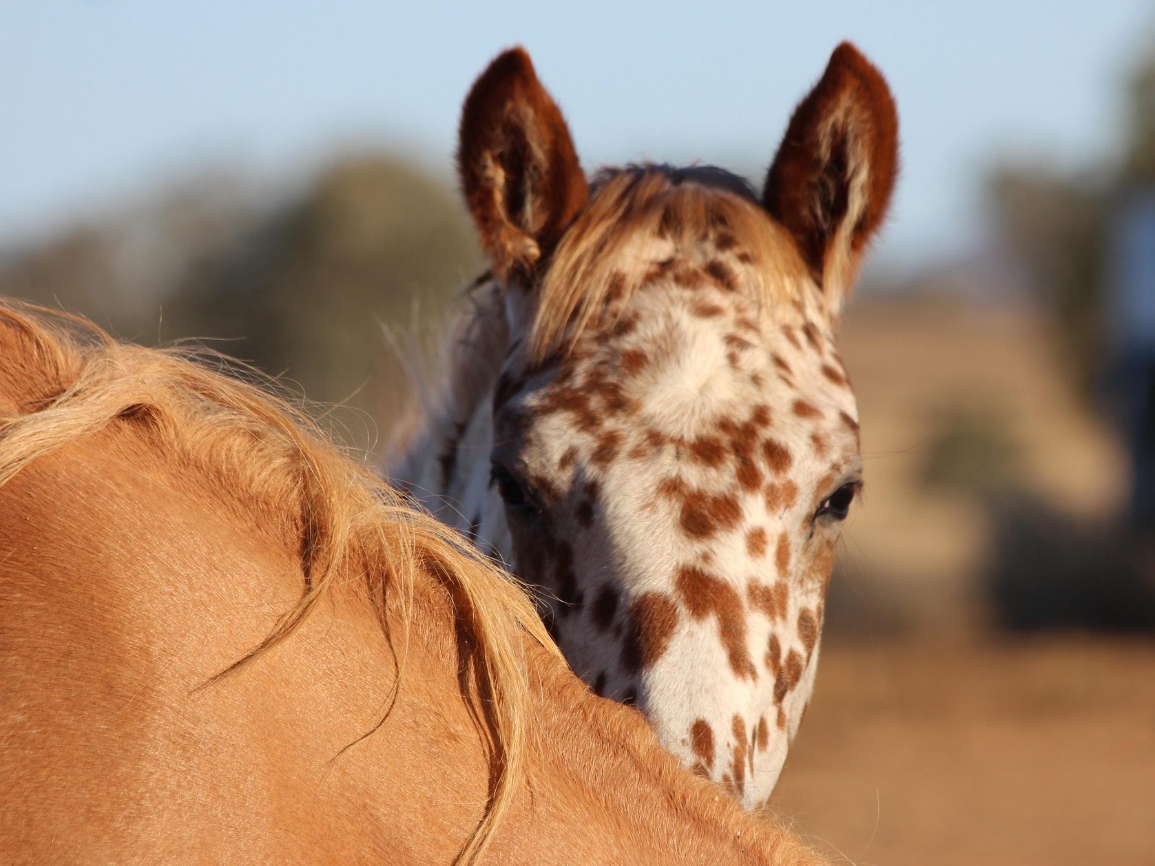 appaloosa legkisebb ló