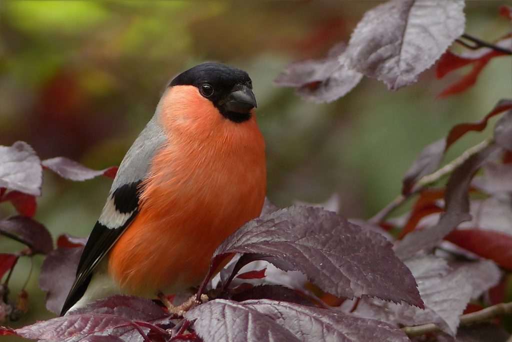 bullfinch süvöltő Pyrrhula kert madarak pintyek pixa