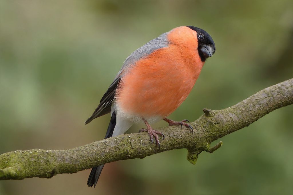 bullfinch süvöltő Pyrrhula kert madarak pintyek pixa 2