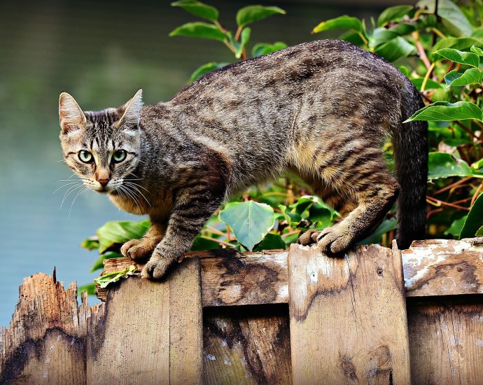 macska vadmacska benti tartás