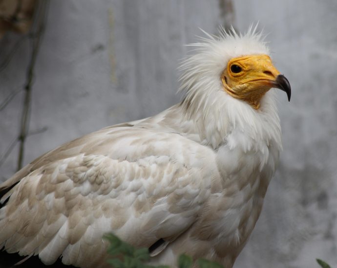 dögkeselyű Neophron keselyű keselyűk 1