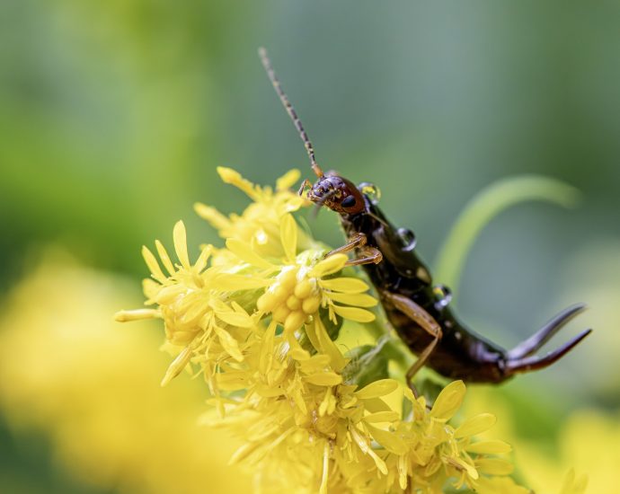 fülbemászó zoológia rovarok rovarvilág fauna etológia