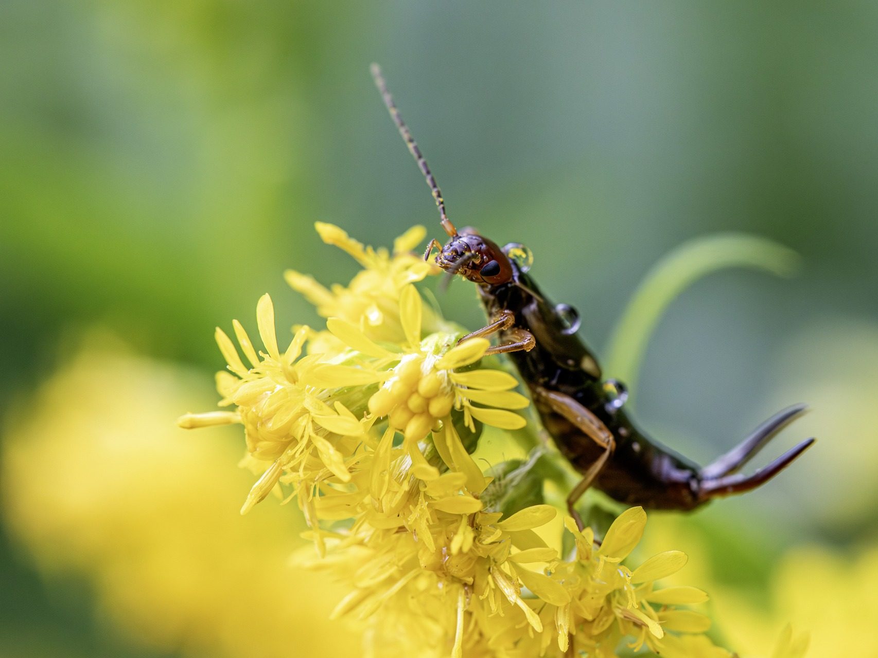 fülbemászó zoológia rovarok rovarvilág fauna etológia