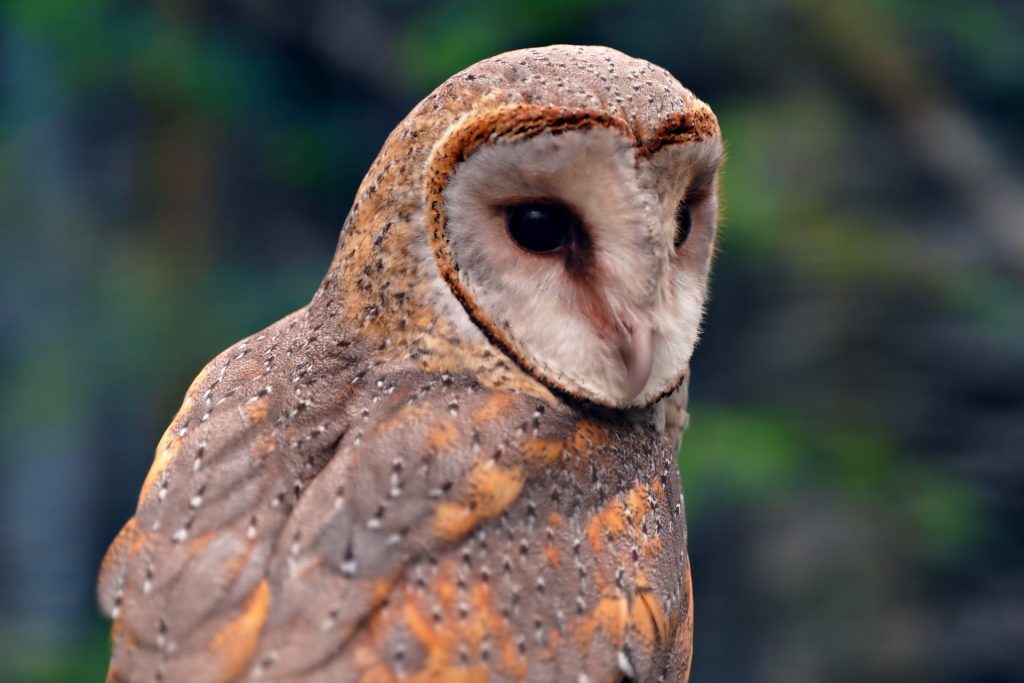 gyöngybagoly Tyto alba bagoly baglyok barn-owl pixa