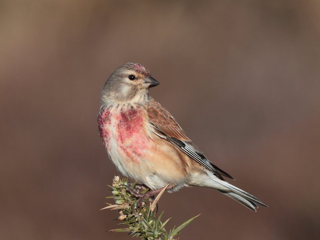 kenderike Carduelis cannabina pinty pintyek
