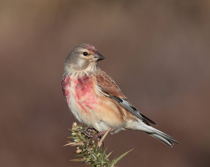 kenderike Carduelis cannabina pinty pintyek