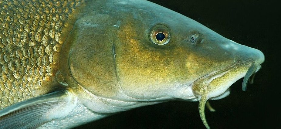 márna Magyarország Európa Mura Dráva duna Barbus_barbus wiki