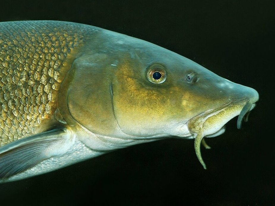 márna Magyarország Európa Mura Dráva duna Barbus_barbus wiki