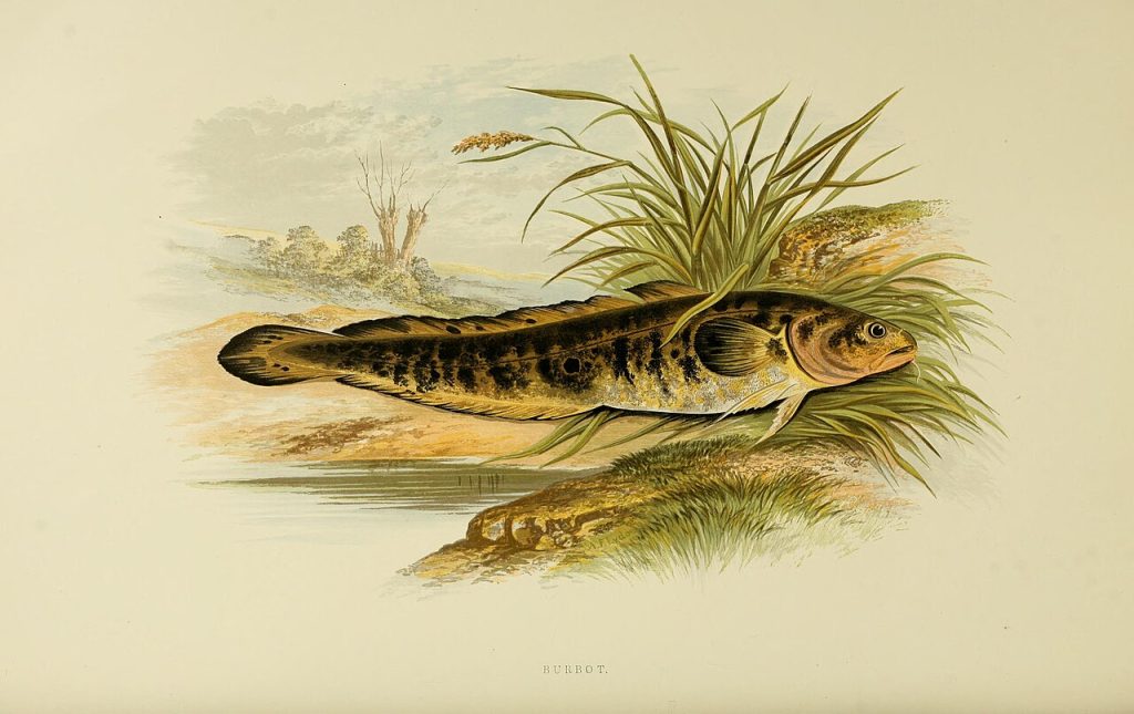 menyhal horgászat magyarország halai halászat halfauna halak 1879