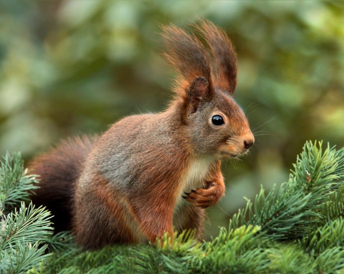 mókus squirrel kert emlősök állatvilág pixa