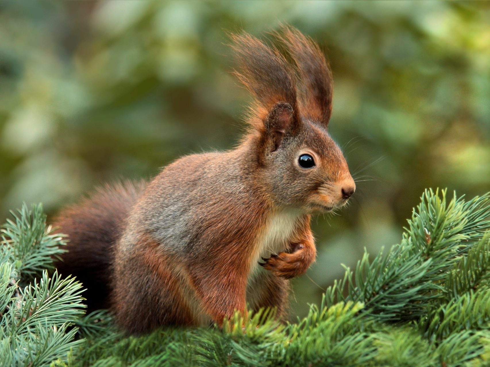 mókus squirrel kert emlősök állatvilág pixa
