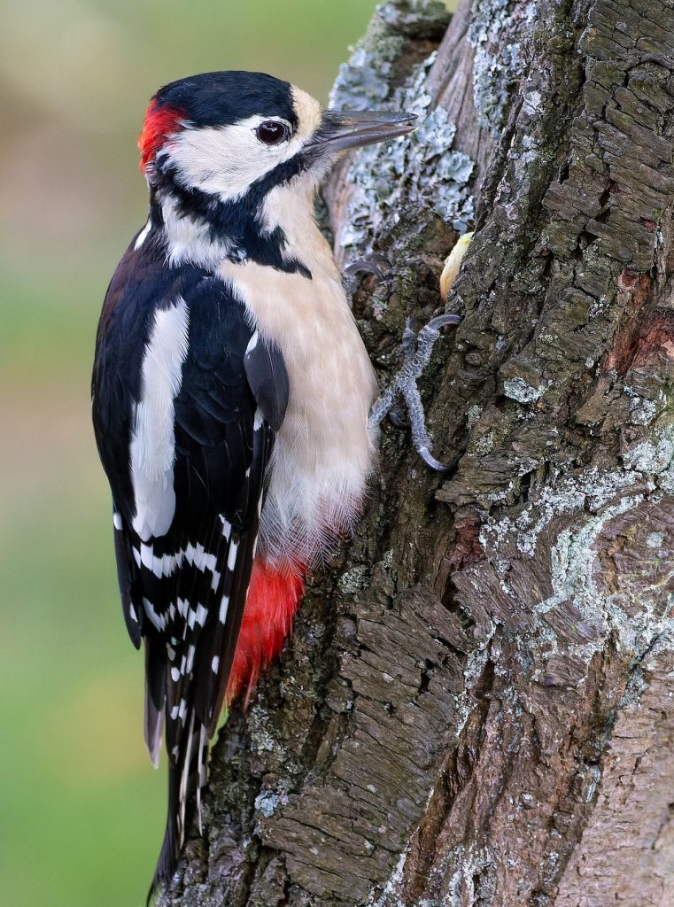nagy fakopáncs dendrocopos major woodpecker pixa adomány