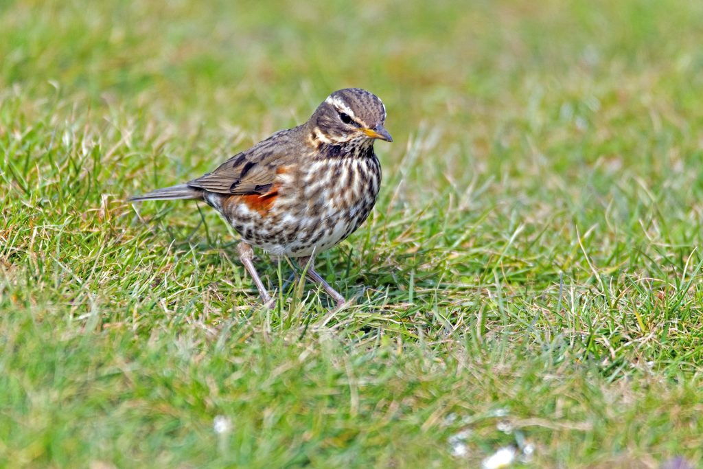 redwing Szőlőrigó Turdus iliacus rigók énekesmadarak pixa 1
