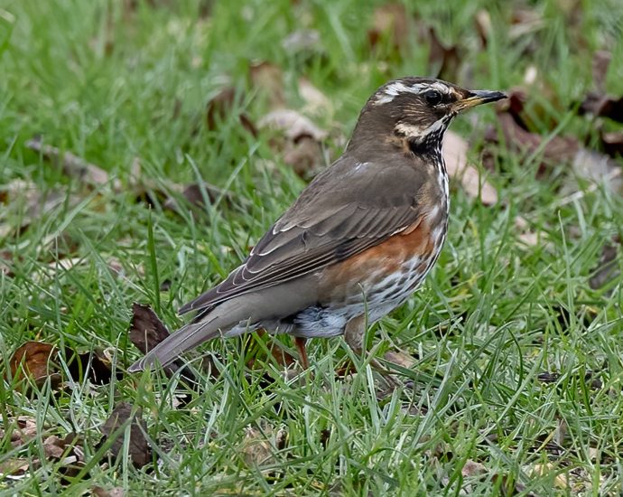 redwing Szőlőrigó Turdus iliacus rigók énekesmadarak pixa 5