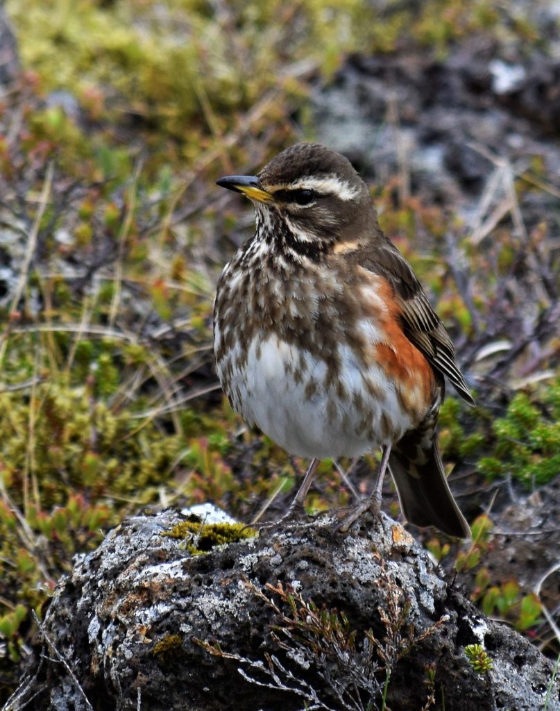 redwing Szőlőrigó Turdus iliacus rigók énekesmadarak pixa adomány