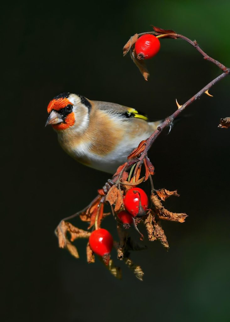 adomány madár tengelic carduelis finch pinty madár