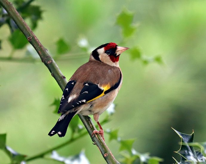 tengelic carduelis
