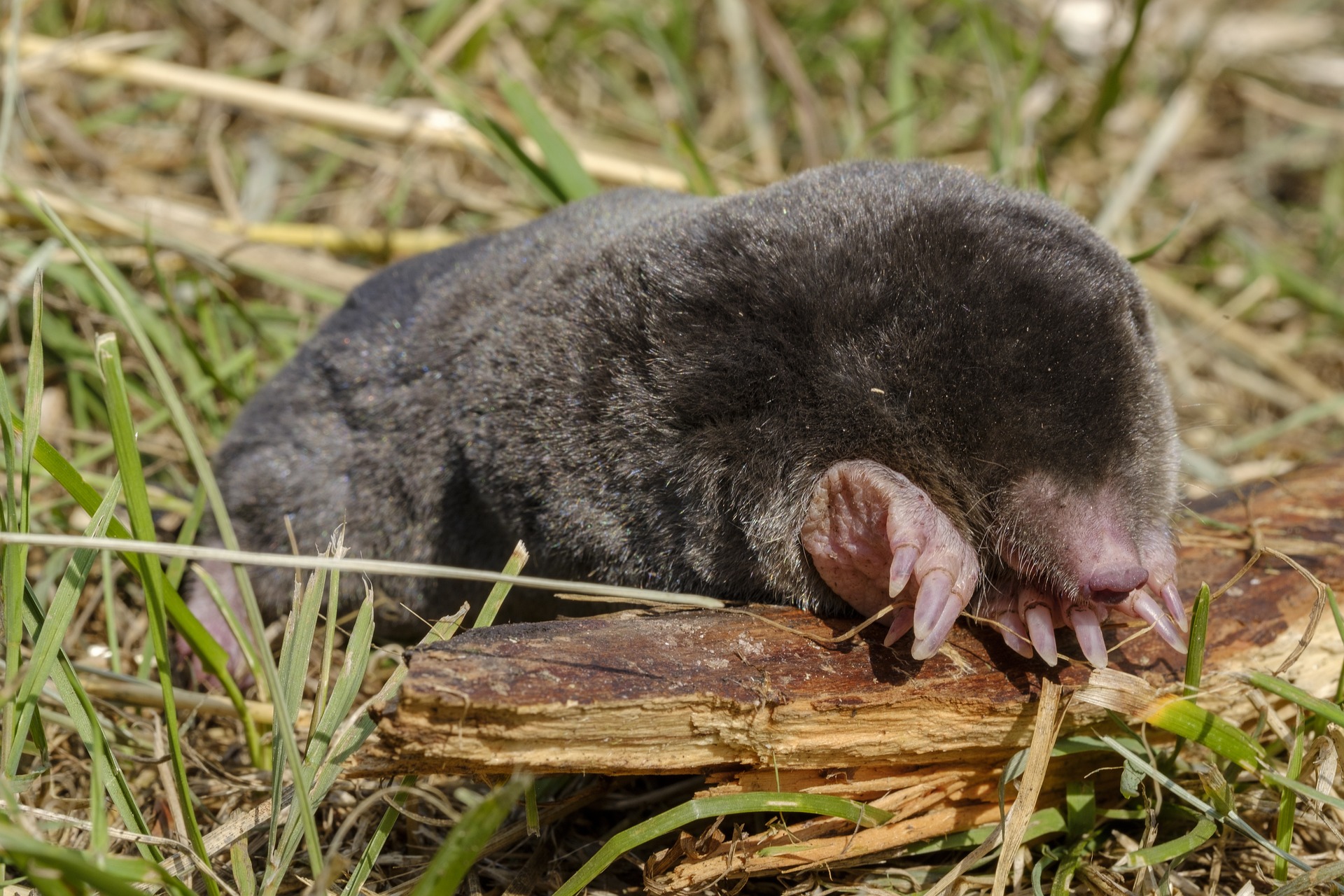 vakond vakondok Talp europaea mol kisemlősök kerti kártevők cickányfélék állatvilág fauna Magyarország emlősállatai