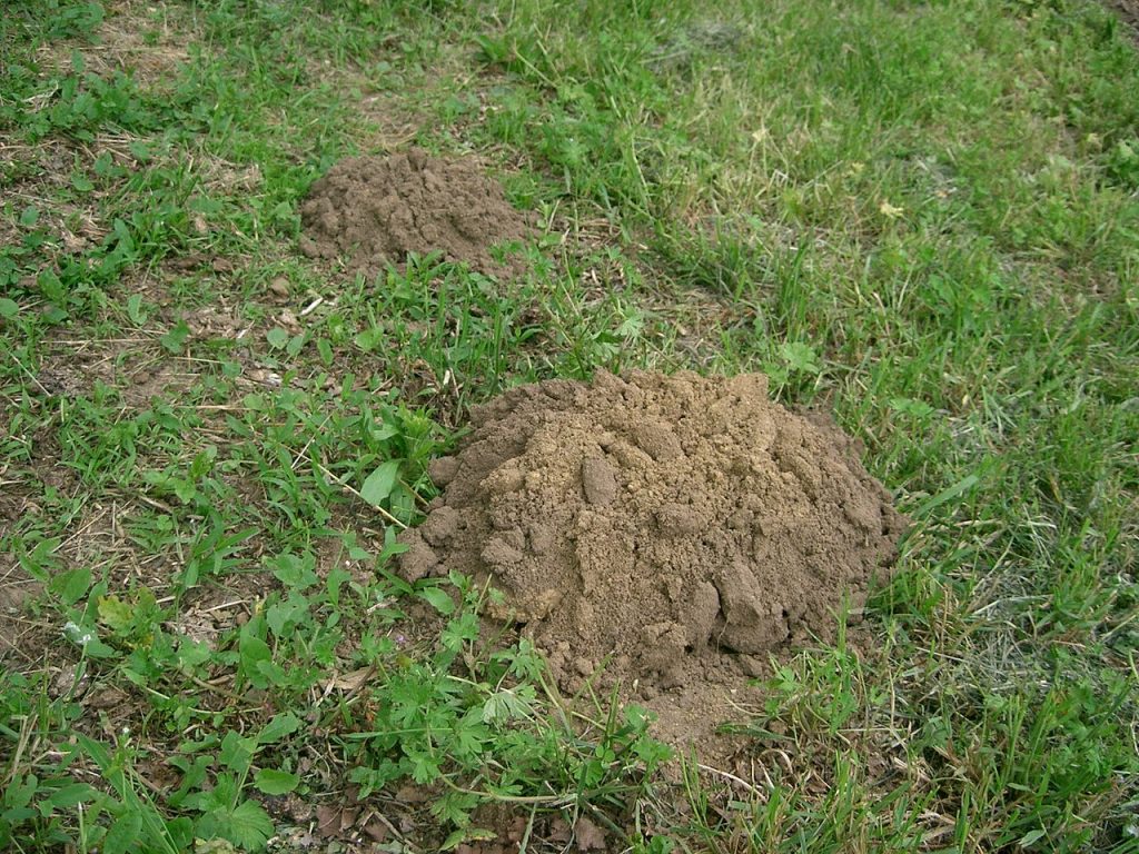 vakond vakondok Talp europaea mol kisemlősök kerti kártevők cickányfélék állatvilág fauna Magyarország emlősállatai