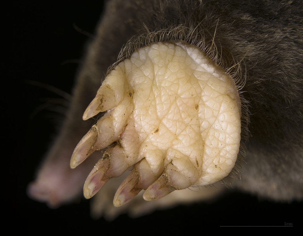 vakond vakondok Talp europaea mol kisemlősök kerti kártevők cickányfélék állatvilág fauna Magyarország emlősállatai