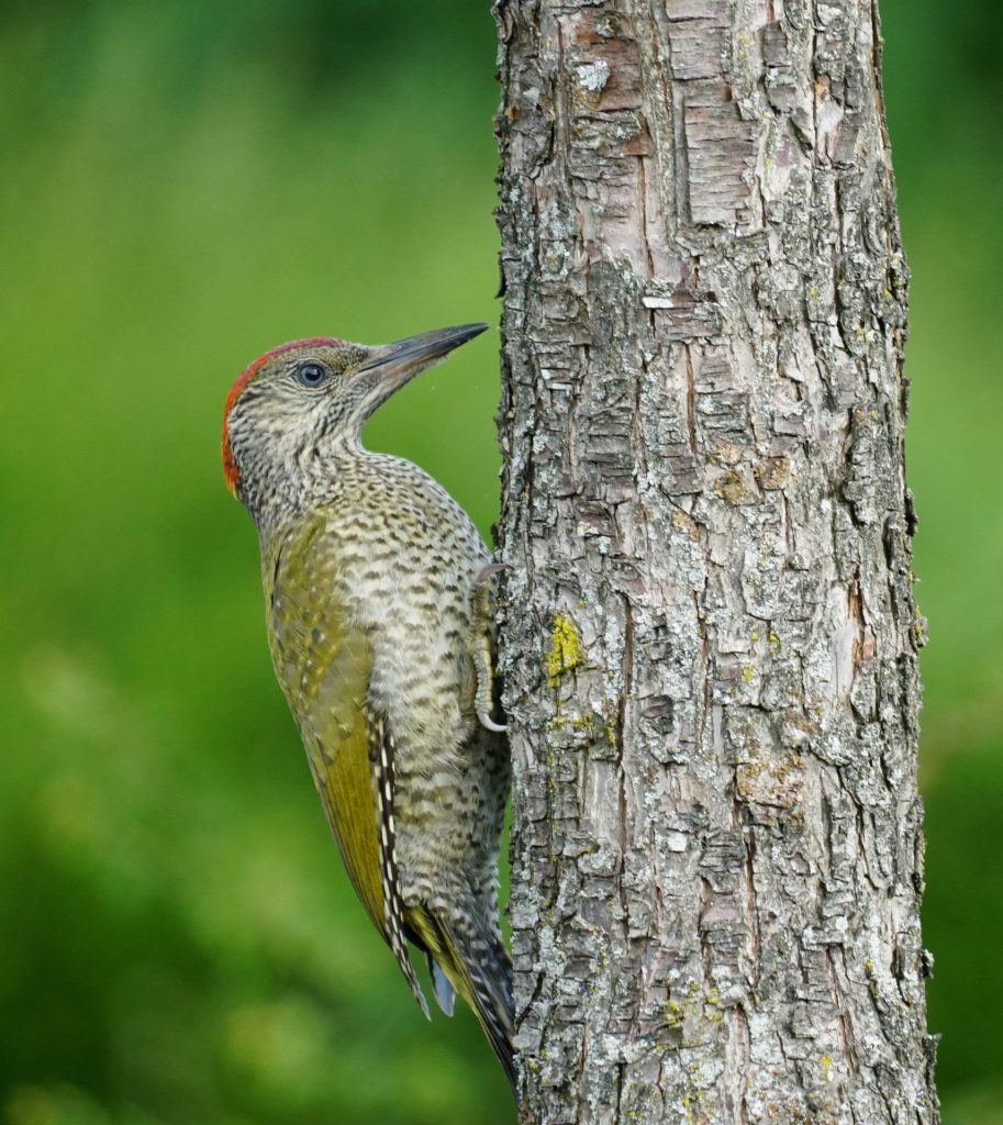 zöld és hamvas küllő Picus viridis canus harkályok zöld harkály