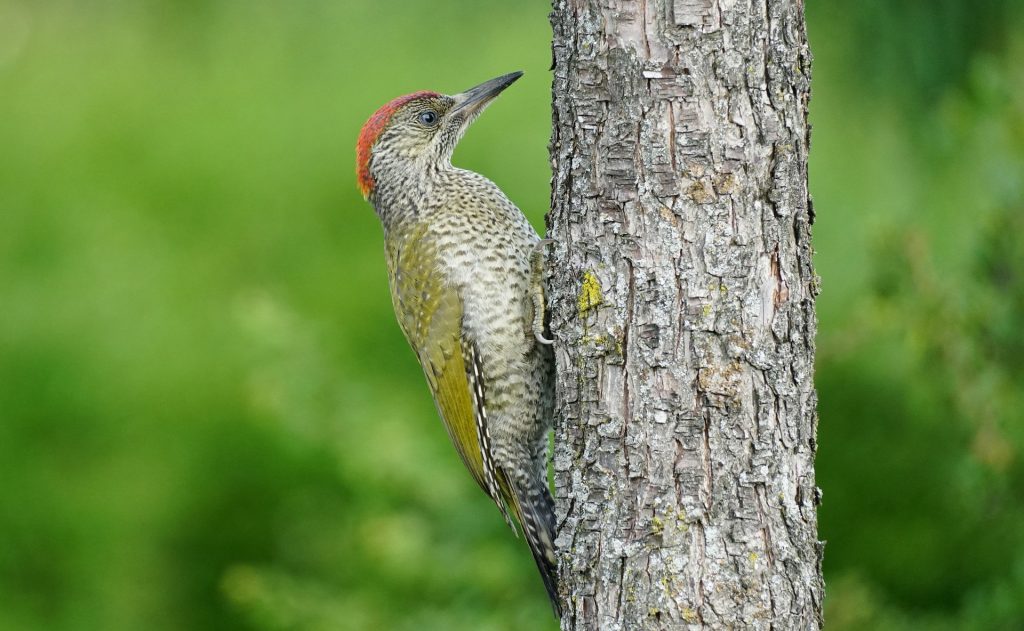 zöld és hamvas küllő Picus viridis canus harkályok zöld harkály