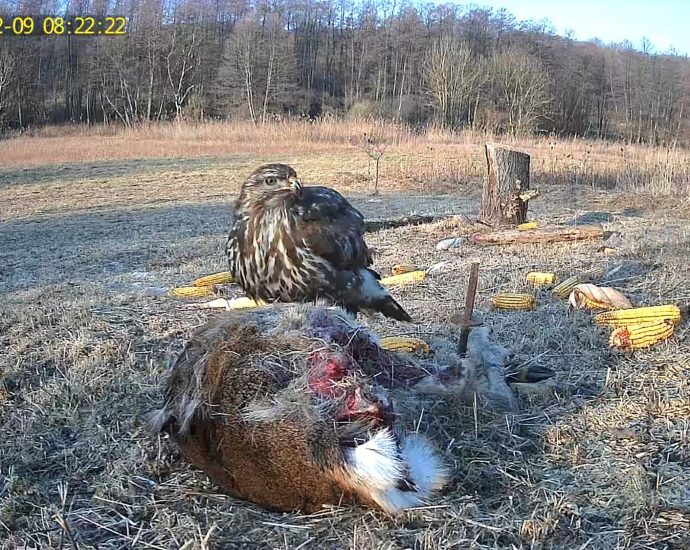 2000 vadkamera egerészölyv etetésen buteo ragadozók ragadozómadarak