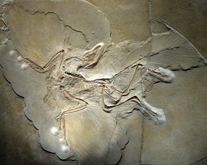 Archaeopteryx