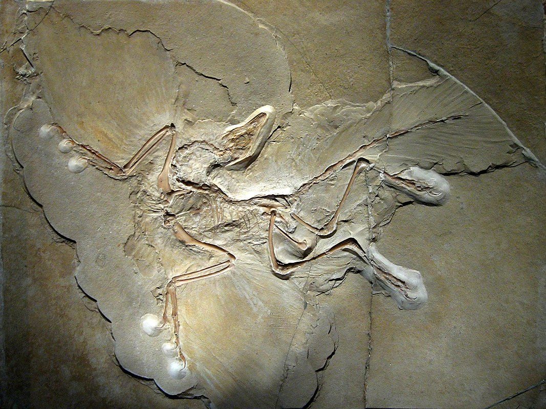 Archaeopteryx