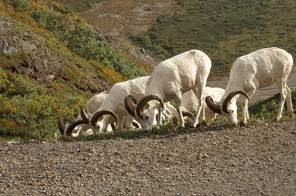 Alaszkai vadjuh Delani Nemzeti Park Alaszka élővilága vadjai