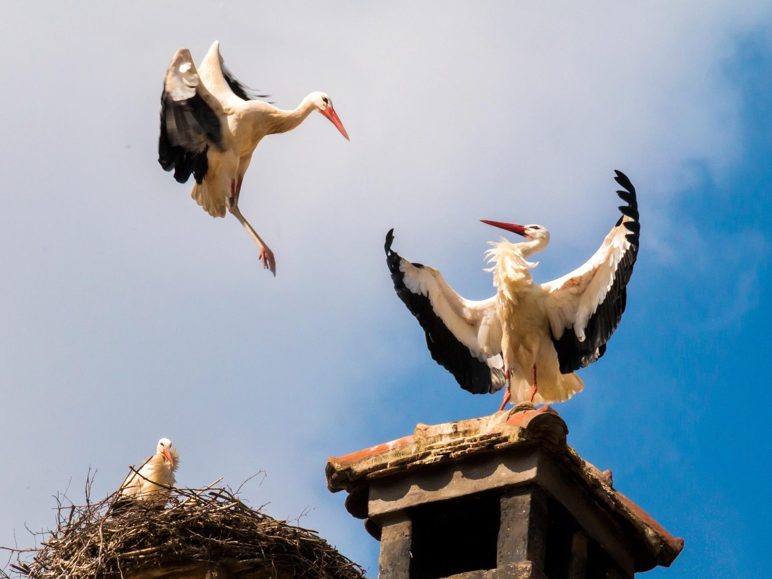Fehér gólya gólyák Ciconia stork madárvonulás pixa 5