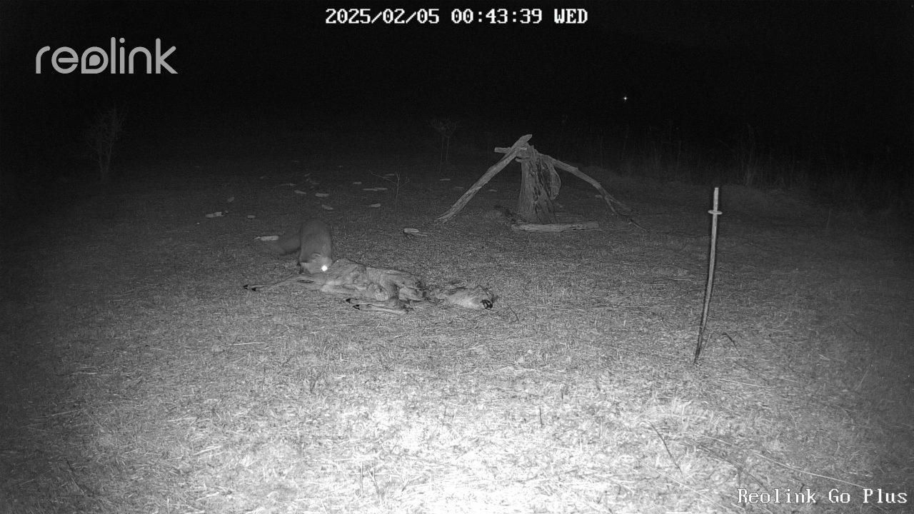 vadkamera róka őztetem vadetetés kameracsapda vadak vadvilág vadon éjjel megfigyelés fauna