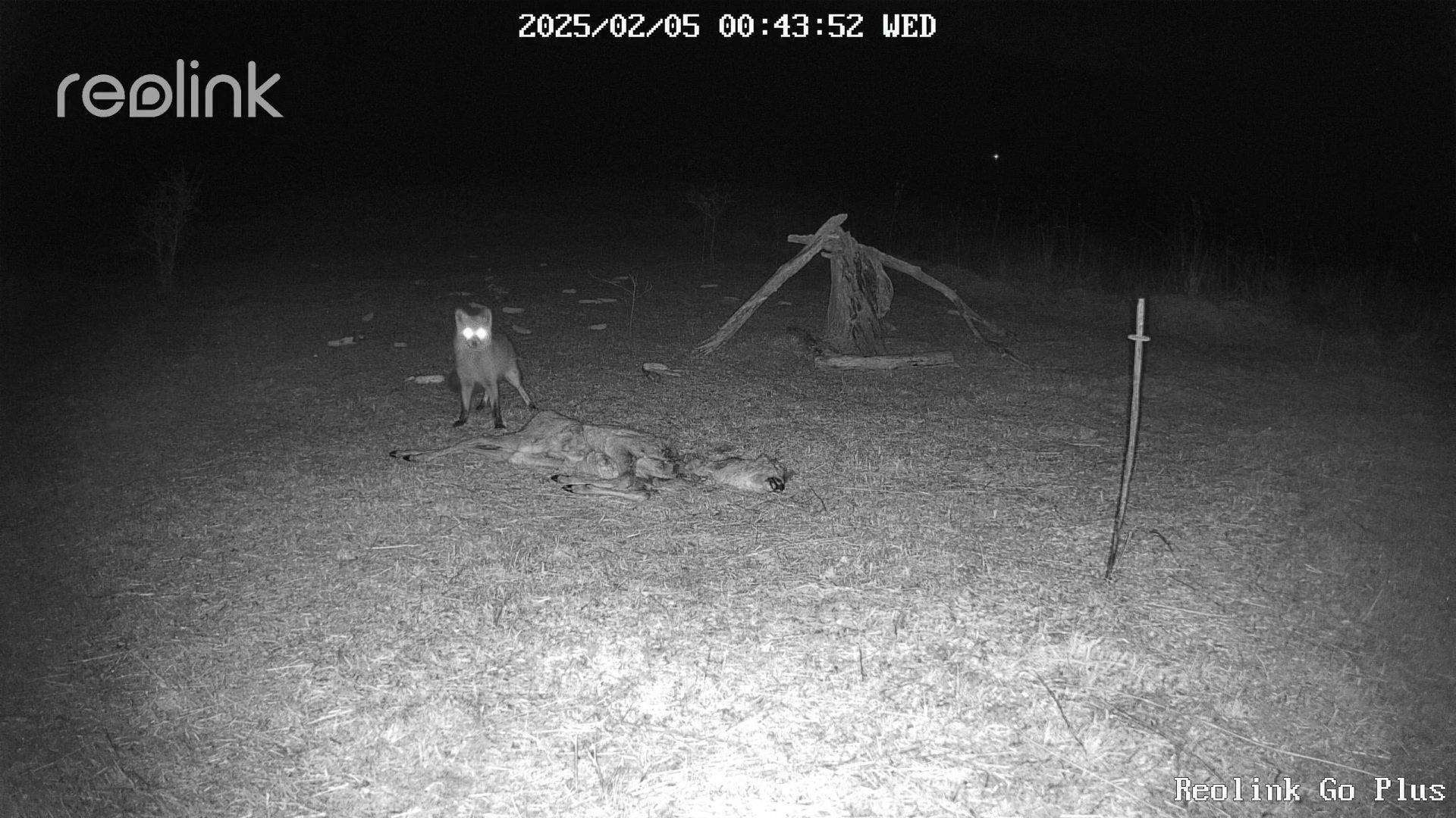 vadkamera róka őztetem vadetetés kameracsapda vadak vadvilág vadon éjjel megfigyelés fauna