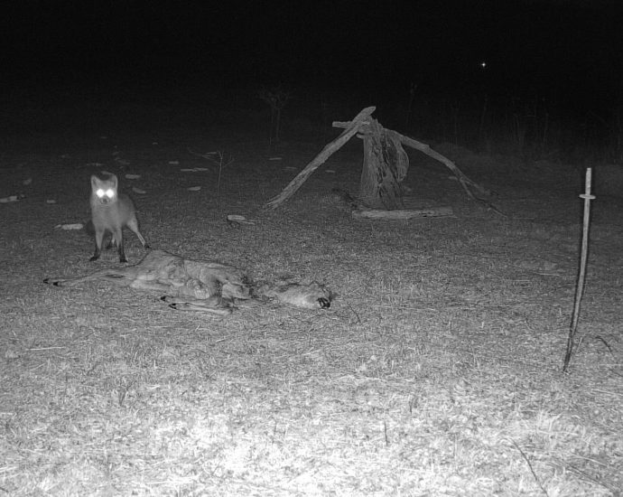 vadkamera róka őztetem vadetetés kameracsapda vadak vadvilág vadon éjjel megfigyelés fauna