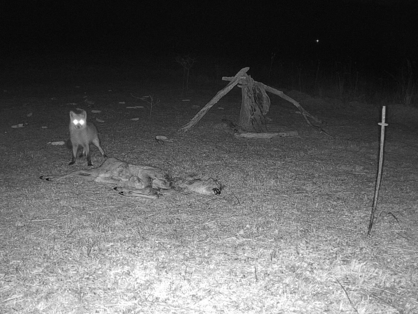 vadkamera róka őztetem vadetetés kameracsapda vadak vadvilág vadon éjjel megfigyelés fauna