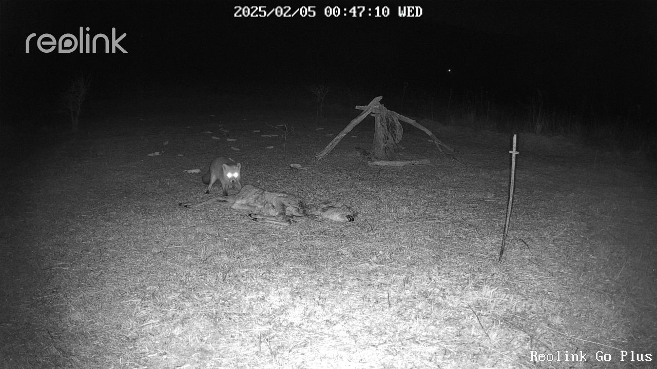 vadkamera róka őztetem vadetetés kameracsapda vadak vadvilág vadon éjjel megfigyelés fauna
